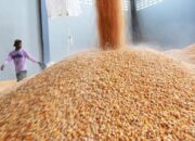 Bapanas Percepat Penyaluran SPHP Jagung Pakan bagi Peternak