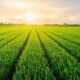 developer:-kebijakan-lahan-sawah-dilindungi-hambat-investasi
