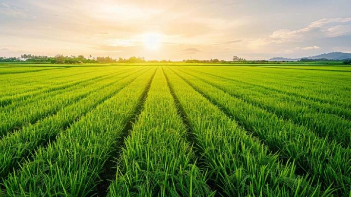 developer:-kebijakan-lahan-sawah-dilindungi-hambat-investasi