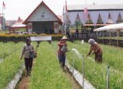 Inovasi TSS Tingkatkan Produktivitas Bawang Merah Nasional