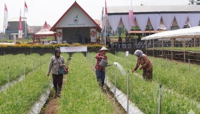 Inovasi TSS Tingkatkan Produktivitas Bawang Merah Nasional