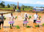 Bupati Agam Tinjau Tanam Padi Serentak Nasional