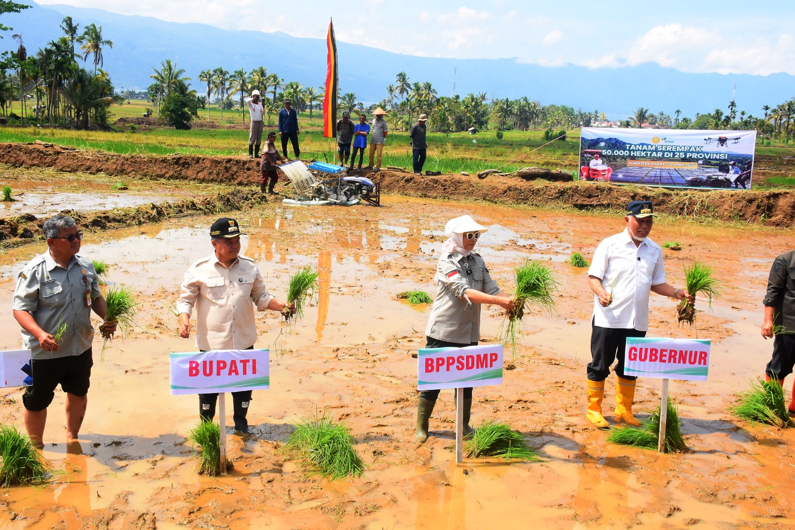 bangkit-pasca-bencana-,-agam-ikuti-tanam-padi-serentak-nasional-di-25-provinsi