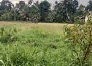 Ratusan Petani Kuranji-Nanggalo Terdampak Irigasi Putus
