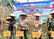 Pemkab Agam Perkuat Swasembada Pangan Lewat Panen Jagung