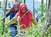 TP PKK Agam dan Rutan Maninjau Garap Lahan Tidur