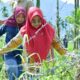tp-pkk-agam-gandeng-rutan-maninjau,-kelola-lahan-warga-jadi-produktif
