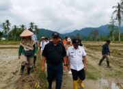 Kementerian Pertanian Selesaikan Rehabilitasi 4.000 Hektare Lahan Padang Pariaman