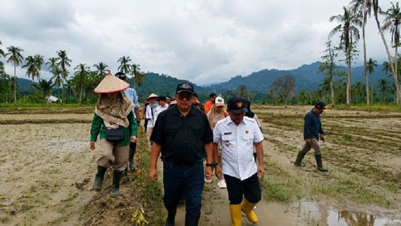 sekitar-4.000-ha-lahan-terdampak-bencana-di-padang-pariaman-selesai-direhab