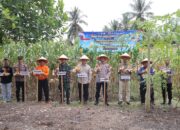 Polres Sijunjung Panen Jagung Dukung Ketahanan Pangan