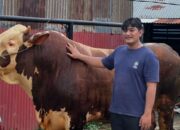 Sapi Simental Asal Padang Penuhi Kriteria Hewan Kurban Presiden