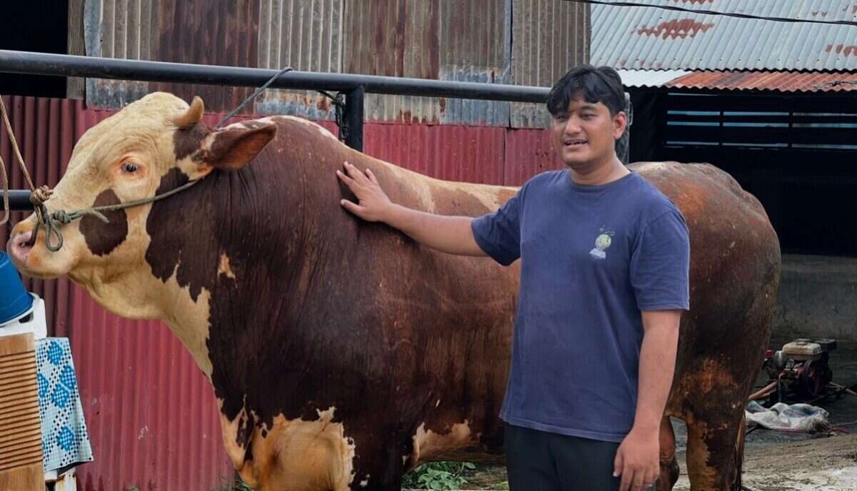melihat-sapi-kurban-presiden-‘malboro’-seberat-satu-ton-di-sumbar