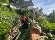 BPBD Padang Bersihkan Material Pohon Tumbang Akibat Cuaca Ekstrem