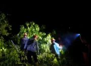 Pemkot Padang Siagakan Tim Gabungan Evakuasi Dampak Pohon Tumbang