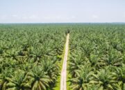 Danantara Pastikan Pembelian CPO Sesuai Standar Harga Internasional