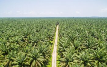 Danantara Pastikan Pembelian CPO Sesuai Standar Harga Internasional
