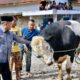 bupati-agam-hadiri-penyembelihan-hewan-qurban-bantuan-presiden-prabowo-di-malalak