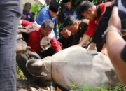 Kwarda Pramuka Sumbar Distribusikan Daging Kurban bagi Warga Rentan