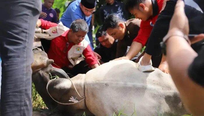 Kwarda Pramuka Sumbar Distribusikan Daging Kurban bagi Warga Rentan