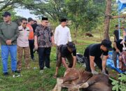 Bank Nagari Tingkatkan Penyaluran Hewan Kurban di Sumatera Barat