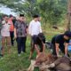 bank-nagari-salurkan-puluhan-hewan-kurban-bagi-masyarakat-sumbar