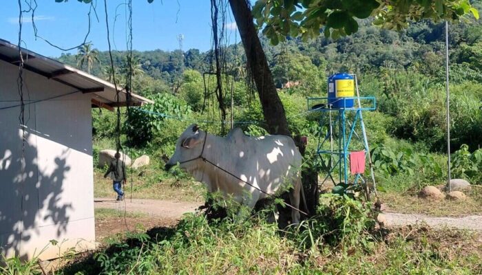 Wawako Padang Serahkan Bantuan Sapi Kurban Huntara
