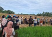 alih-komoditi-berhasil,-petani-padang-panen-jagung-pioneer-32-pascabencana