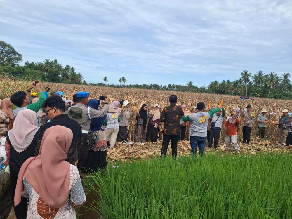 alih-komoditi-berhasil,-petani-padang-panen-jagung-pioneer-32-pascabencana