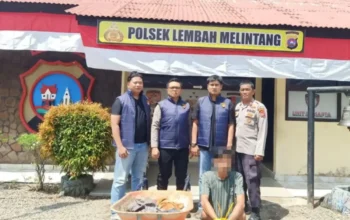Tim URC Polsek Lembah Melintang Ringkus Buronan Pencuri Sawit di Pasbar