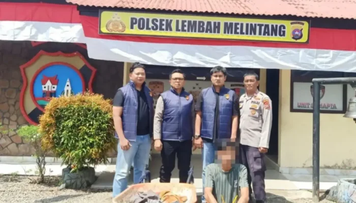 Tim URC Polsek Lembah Melintang Ringkus Buronan Pencuri Sawit di Pasbar