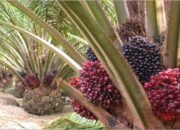 harga-tbs-sawit-di-pasbar-tembus-rp3.754,06-per-kilogram