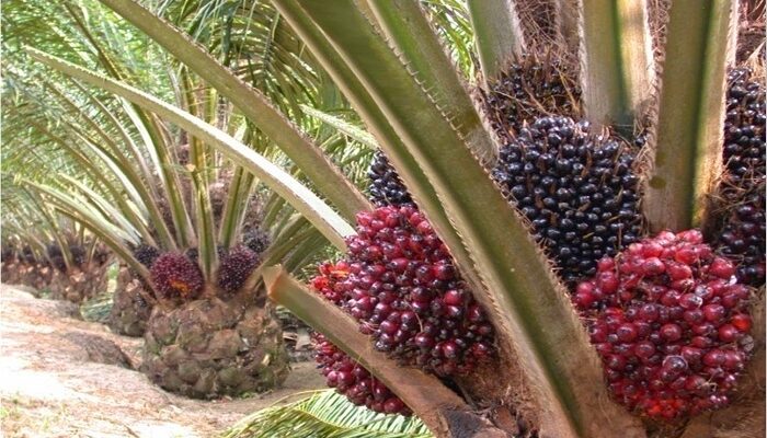 Harga TBS Sawit di Pasaman Barat Melonjak Tembus Rp3.754 Per Kilogram