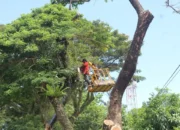 DLH Padang Intensifkan Pemangkasan Pohon demi Menjamin Keselamatan Pengguna Jalan