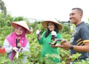 ketua-tp-pkk-agam-hadiri-panen-raya-jagung,-bukti-nyata-dukungan-ketahanan-pangan