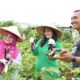 ketua-tp-pkk-agam-hadiri-panen-raya-jagung,-bukti-nyata-dukungan-ketahanan-pangan