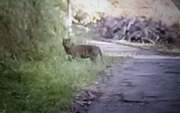 BKSDA Sumbar Kerahkan Tim Gabungan Tangani Kemunculan Harimau di Agam