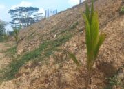 lahan-bekas-tambang-batubara-di-parambahan-sawahlunto-ditanami-tanaman-produktif