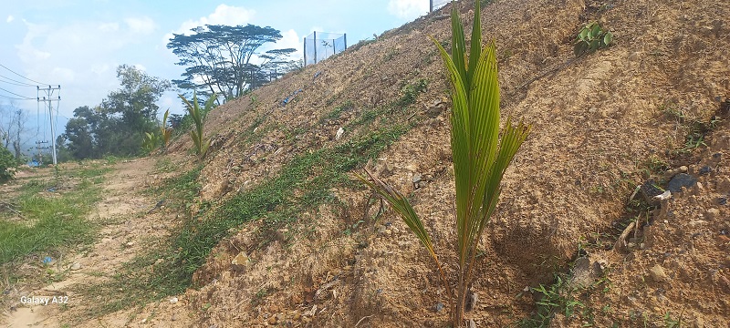  lahan-bekas-tambang-batubara-di-parambahan-sawahlunto-ditanami-tanaman-produktif