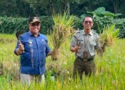perkuat-ketahanan-pangan,-camat-baso-panen-perdana-padi-gogo-di-lahan-kwt-kapau-sakato 