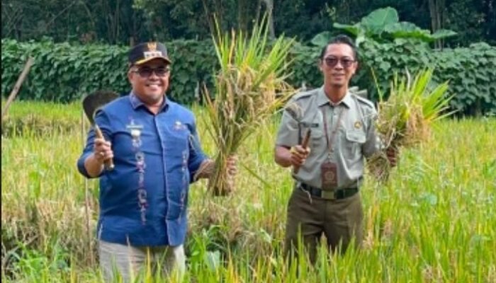 KWT Kapau Sakato Panen Padi Gogo, Ubah Lahan Kering Jadi Produktif