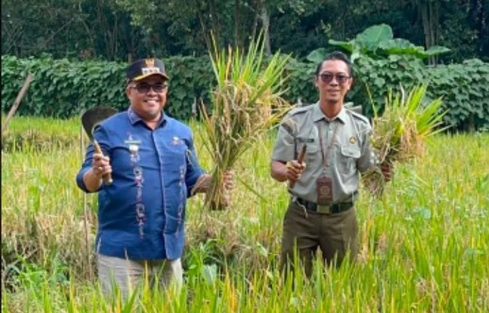 perkuat-ketahanan-pangan,-camat-baso-panen-perdana-padi-gogo-di-lahan-kwt-kapau-sakato 
