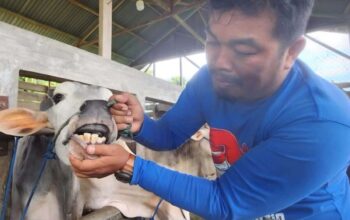 Dinas Pertanian Padang Gencarkan Vaksinasi PMK untuk Lindungi Hewan Ternak Warga
