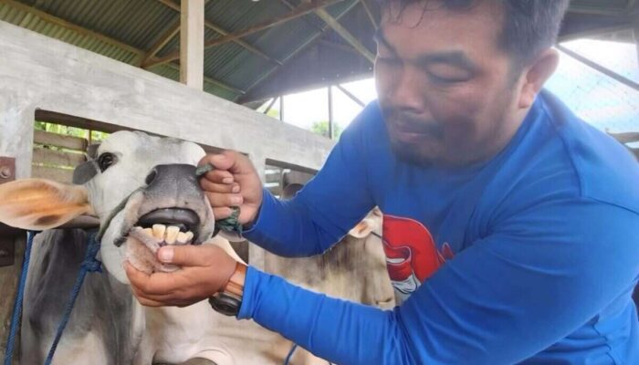 Dinas Pertanian Padang Gencarkan Vaksinasi PMK untuk Lindungi Hewan Ternak Warga