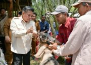 peternakan-kambing-durian-sabatang-tumbuh-pesat,-bupati-agam:-jangan-hanya-jual-ternak
