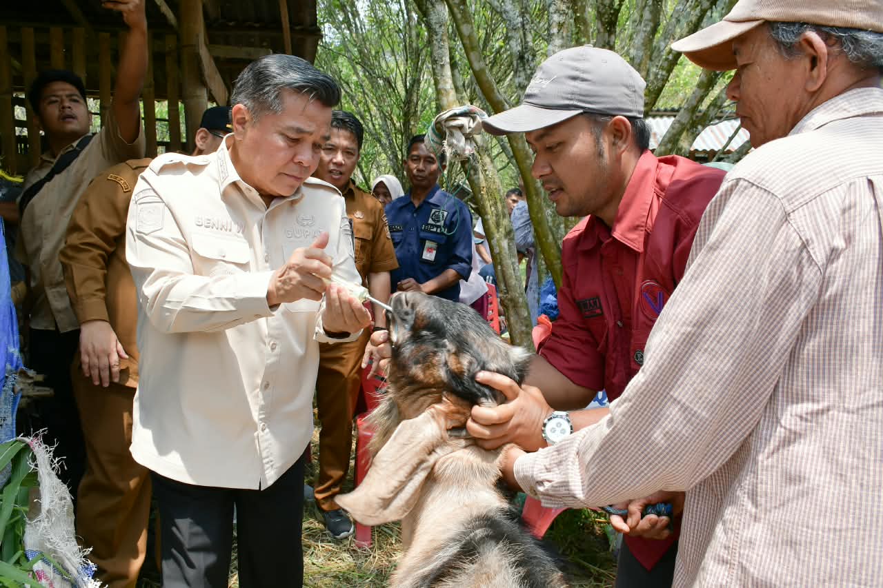 peternakan-kambing-durian-sabatang-tumbuh-pesat,-bupati-agam:-jangan-hanya-jual-ternak