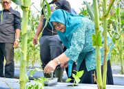 ketua-tp.-pkk-agam-hadiri-penanaman-perdana-bibit-cabai-bumnag-lubukbasung