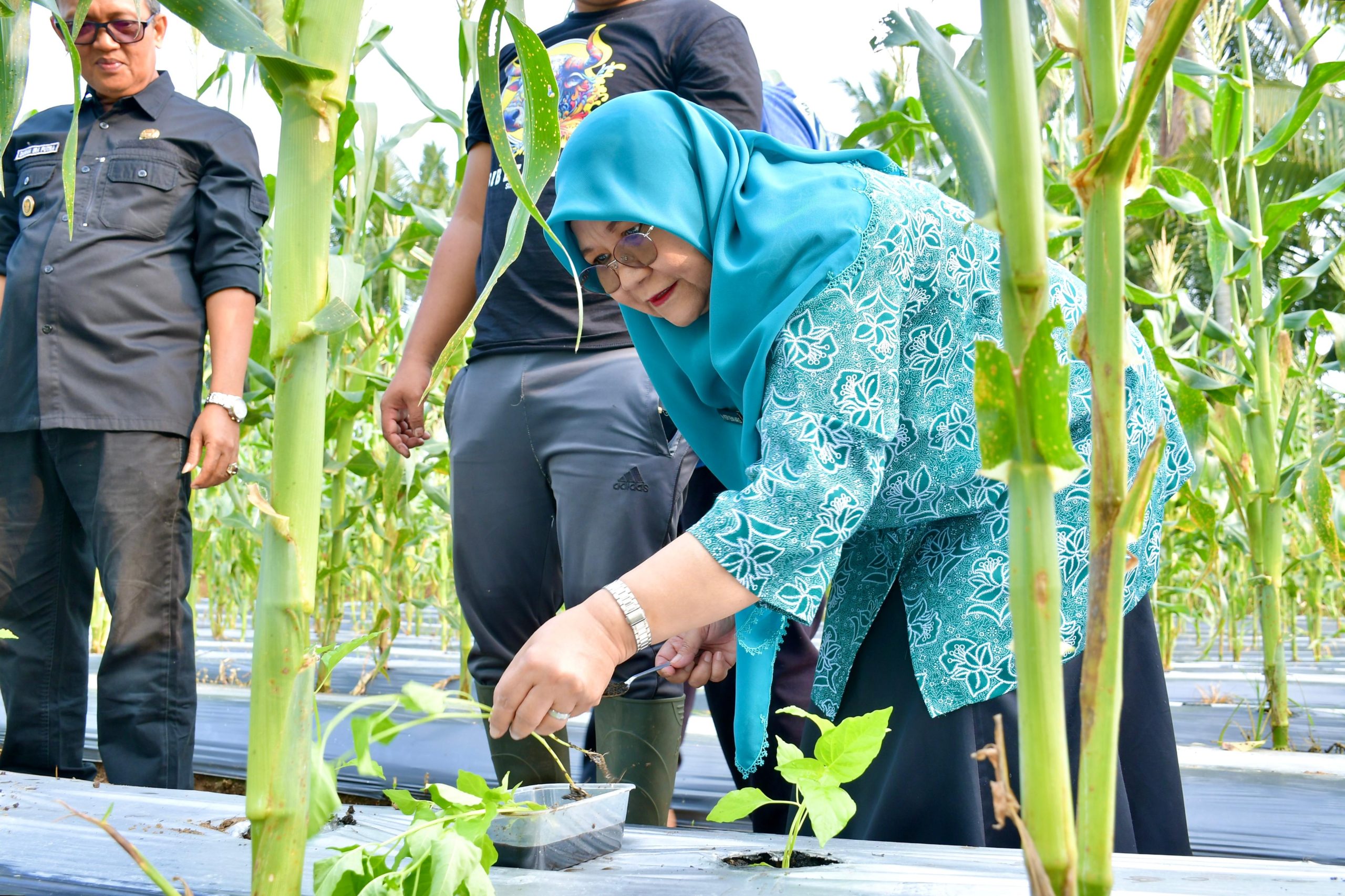 ketua-tp.-pkk-agam-hadiri-penanaman-perdana-bibit-cabai-bumnag-lubukbasung